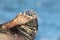 Gray Seal (Halichoerus grypus)  Helgoland Germany