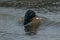 A gray seal, Halichoerus grypus. Swimming in the sea with waves, head above water. Rock in the background