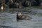 A gray seal, Halichoerus grypus. Swimming in the sea with waves, head above water. Rock in the background