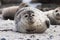 Gray seal on Helgoland Island, Germany