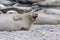 Gray seal on Helgoland Island, Germany