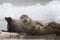 Gray seal on Helgoland Island, Germany