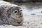 Gray seal on Helgoland Island, Germany