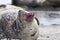 Gray seal on Helgoland Island, Germany