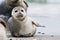 Gray seal on Helgoland Island, Germany