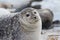 Gray seal on Helgoland Island, Germany