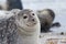 Gray seal on Helgoland Island, Germany