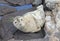 Gray seal pup