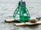 Gray seal rest on a sea buoy in he Firth of Forth, Scotland