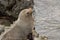 Gray Seal On Rock