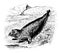 Gray Seal vintage illustration