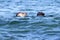 Gray Seals