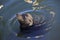 Gray seals water
