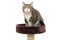 Gray, serious cat sitting on scratching posts
