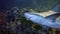 Gray shark Carcharhinus amblyrhynchos swimming near marine vegetation