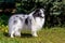 Gray Shetland Sheepdog.