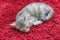 Gray short haired kitten sleeping on red carpet