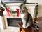 Gray short haired tabby cat on piano during the Christmas holiday season