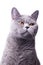 Gray shorthair British cat