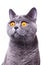 Gray shorthair British cat