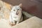 gray shorthair cat sits outside, licking its lips. Portrait of a beautiful gray cat on the street. copy space