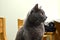 Gray shorthair cat sits on a wooden chair at the table