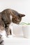Gray shorthair domestic tabby cat sitting on a shelf and sniffs aloe.