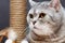 Gray shorthair scottish striped cat on background of brown scratching post