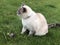 Gray Siamese cat caught a mouse on a green lawn on a summer day