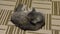 Gray Siberian cat lies on carpet and washing