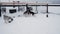 Gray Siberian husky and several Alaskan huskies walk in snow in aviary at the shelter.