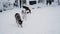 Gray Siberian husky and several Alaskan huskies walk in snow in aviary at the shelter.