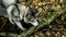 Gray Siberian husky walking in the autumn forest.