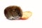 Gray-sided vole and ripe red European dogwood