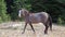 Gray Silver Grulla mare wild horse walking in the Pryor Mountains Wild Horse Range in Montana USA