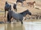 Gray Silver Grulla mare wild horse in the water hole in the Pryor Mountains Wild Horse Range in Montana U