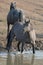 Gray Silver Grulla mare wild horse at the water hole in the Pryor Mountains Wild Horse Range in Montana USA