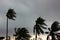 Gray sky before typhoon or hurricane or tornado  big storm come.rain storm impact coconut