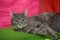 Gray sleek cat on a bright background