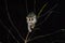 Gray slender loris Loris lydekkerianus