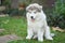 A Gray small Alaskan malamute puppy sitting on green grass