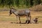 Gray small baby donkey with his mother