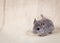 Gray small chinchilla