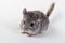 Gray small chinchilla