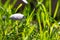 Gray, small mushroom, parasite in green grass, close-up, side view