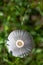 Gray, small mushroom, parasite in green grass, close-up, top view