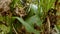 gray small wild cat kitten sneaking in tall grass in the forest