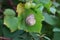 Gray snail on a green leaf of grapes