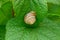Gray snail sits on a green leaf of a plant