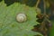 gray snail sits on a green leaf of a plant